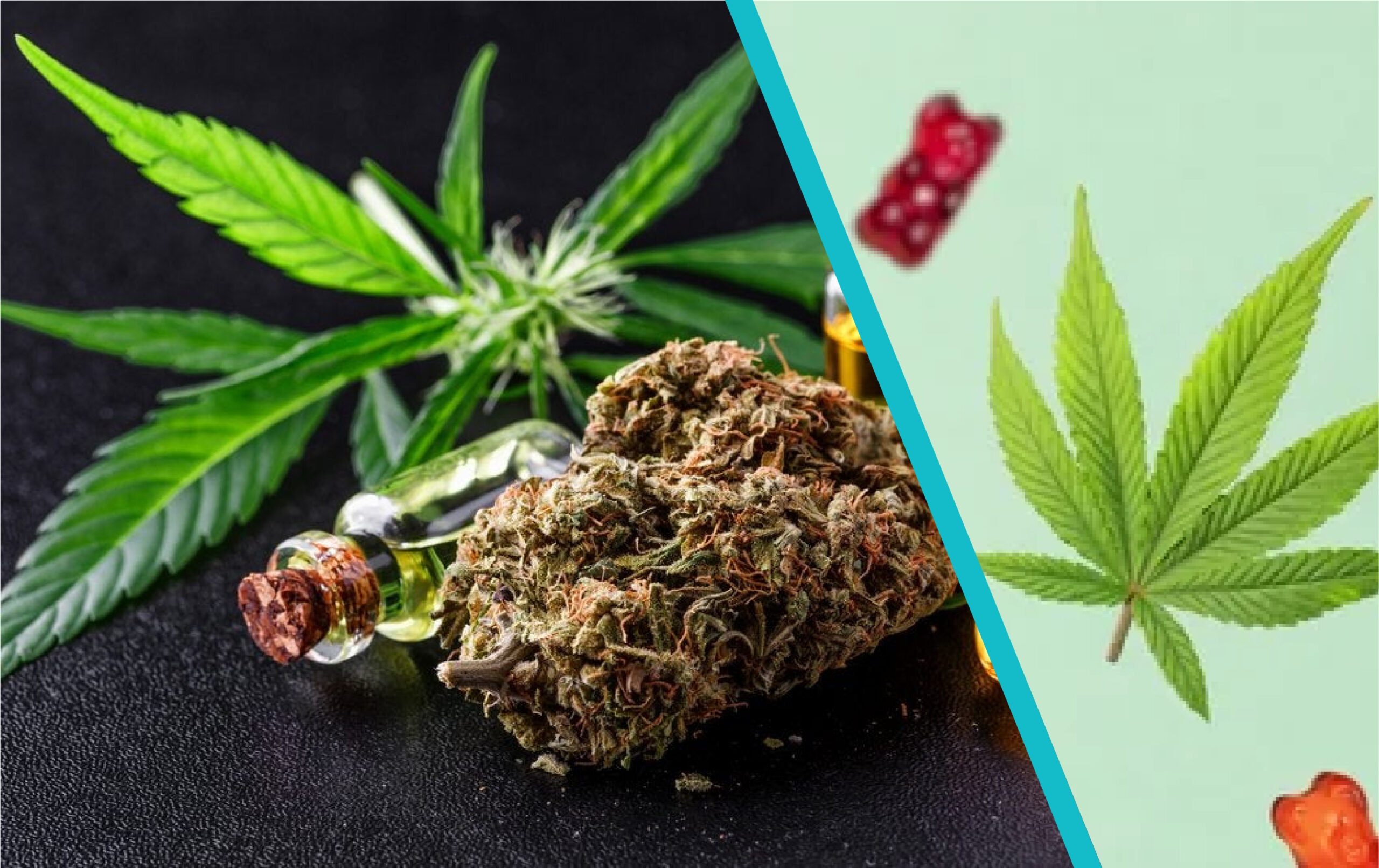 cbd businessnewstips.com