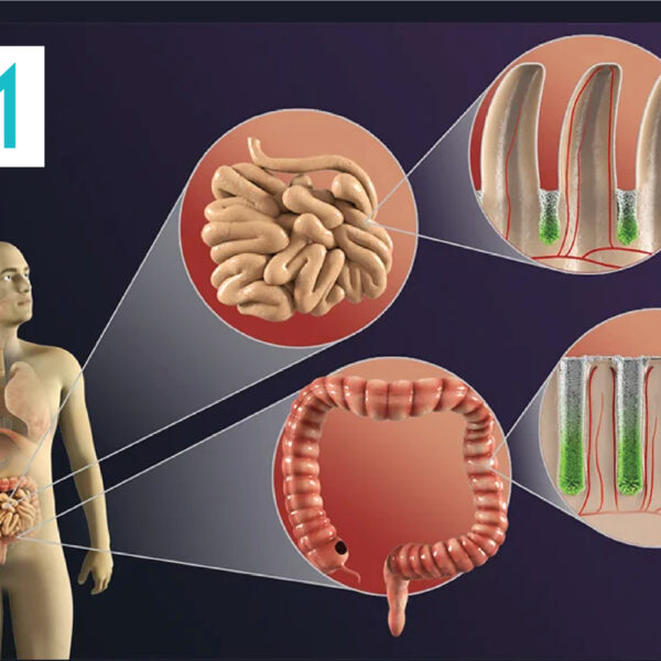 Medical illustrations and animations