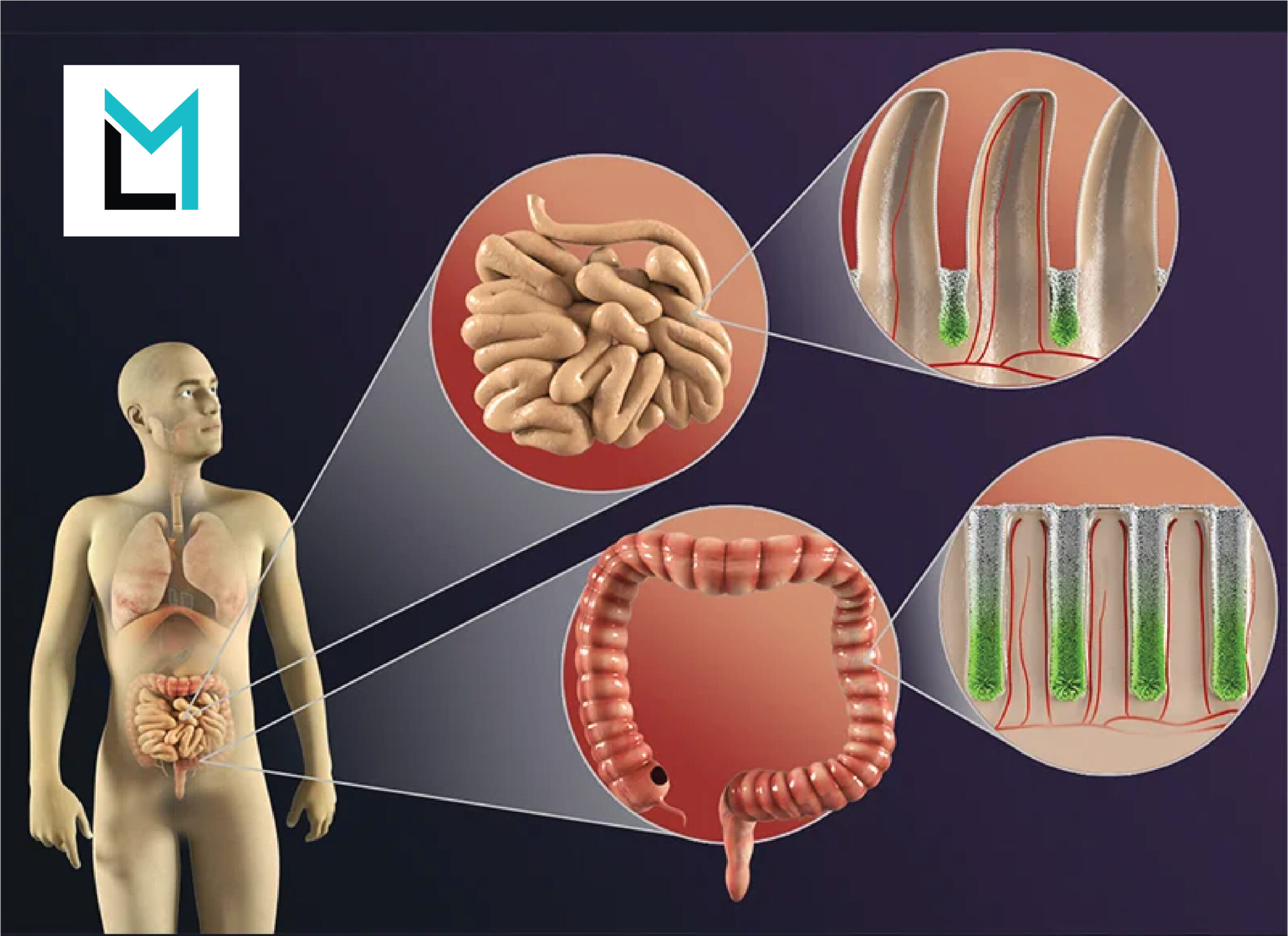 Medical illustrations and animations