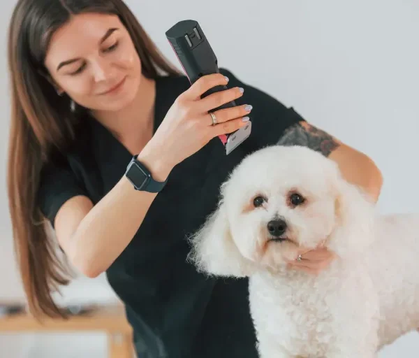 Pet Grooming Services in Your Area