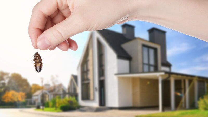 How to Pest-Proof Your Home for Every Season